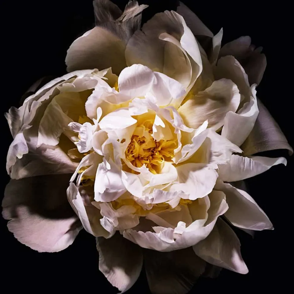 Yves Saint Laurent - Mon Paris Lumière - Eau de Toilette Spray 50 ml